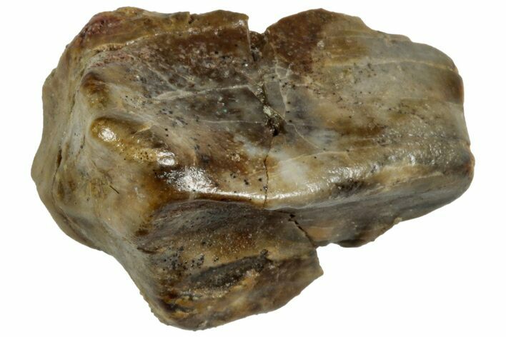 Fossil Iguanodon Tooth - England #316983